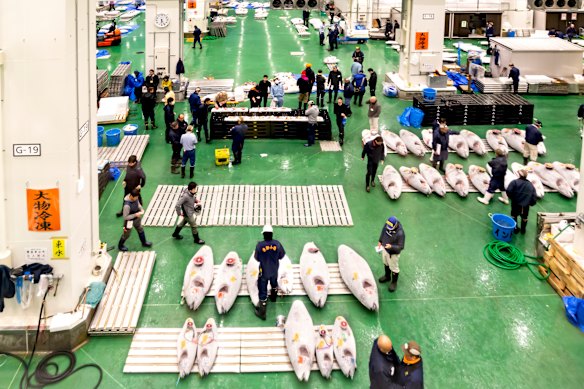 Toyosu Market, Tokyo.… a wholesale market which is a must-visit.