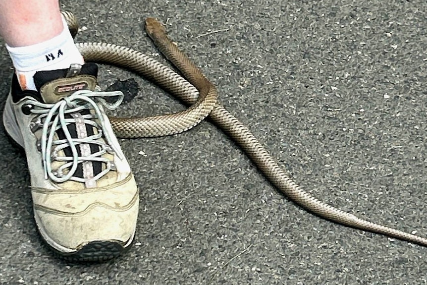 A snake beside a woman's shoe.