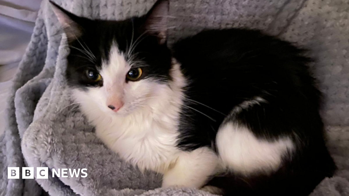 black and white kitten Lucky in a blanket