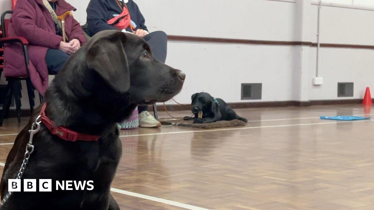 A black Labrador with a red collar and silver metal lead is sitting on the floor in what looks like a large and mostly empty room. In the background there are some small cones and mats used for training, as well as another dog also on the floor on a lead, with its owners next to it on chairs.