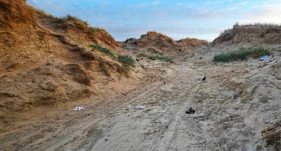 Tracks into dunes on Goolwa Beach. 