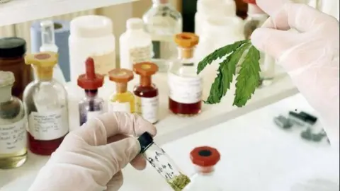 Press Association Someone holding a cannabis leaf in one gloved hand and a sample bottle in the other. More sample bottles on a table in the background