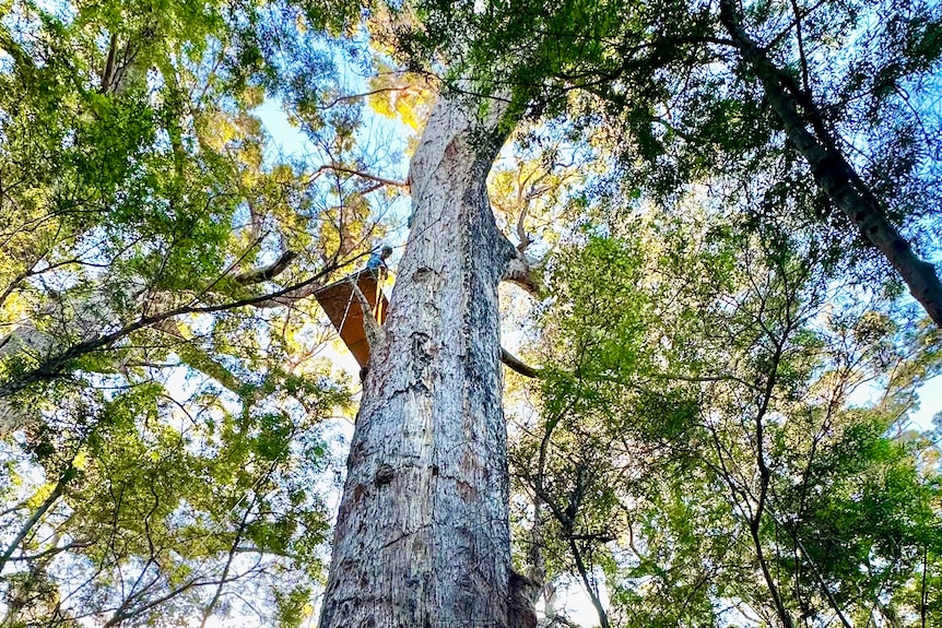 A man on a platform attached to a very tall tree in a forest. 