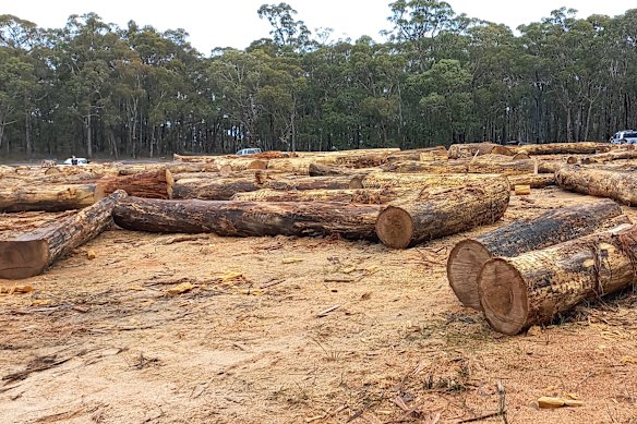 A site photographed recently in the Wombat State Forest.