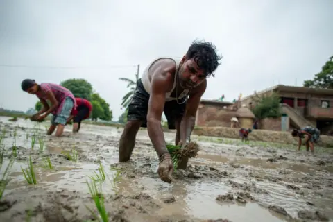 LightRocket via Getty Images A farmer with his family members seen transplanting rice seedlings at a field during the paddy sowing season in a village of Rural Bihar, India. 