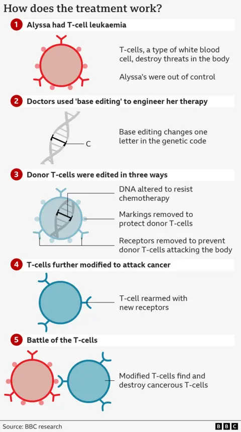 A five-step process showing how the treatment works. 1 shows a red circular cell with Y-shaped structures on the outside representing the cancerous T-cells. 2 shows a twirl of DNA with one "C" identified. 3 shows a blue circular cell with the DNA inside representing the editing of the donor T-cells. 4. Shows further modification of the T-cell. 5. Shows the blue T-cell attacking the red cancerous one.   