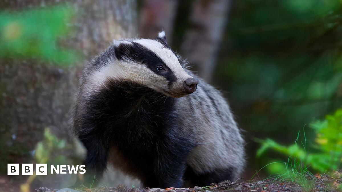 A black and white badger standing on a forest floor, surrounded by green foliage and tree trunks, looking slightly to the side.