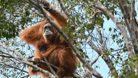 Orangutan Information Centre A large orangutan in a tree with a baby orangutan in its lap