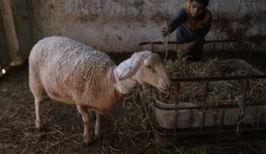 Israeli Settlers Forcibly Enter Palestinian Home in Latest West Bank Attack
