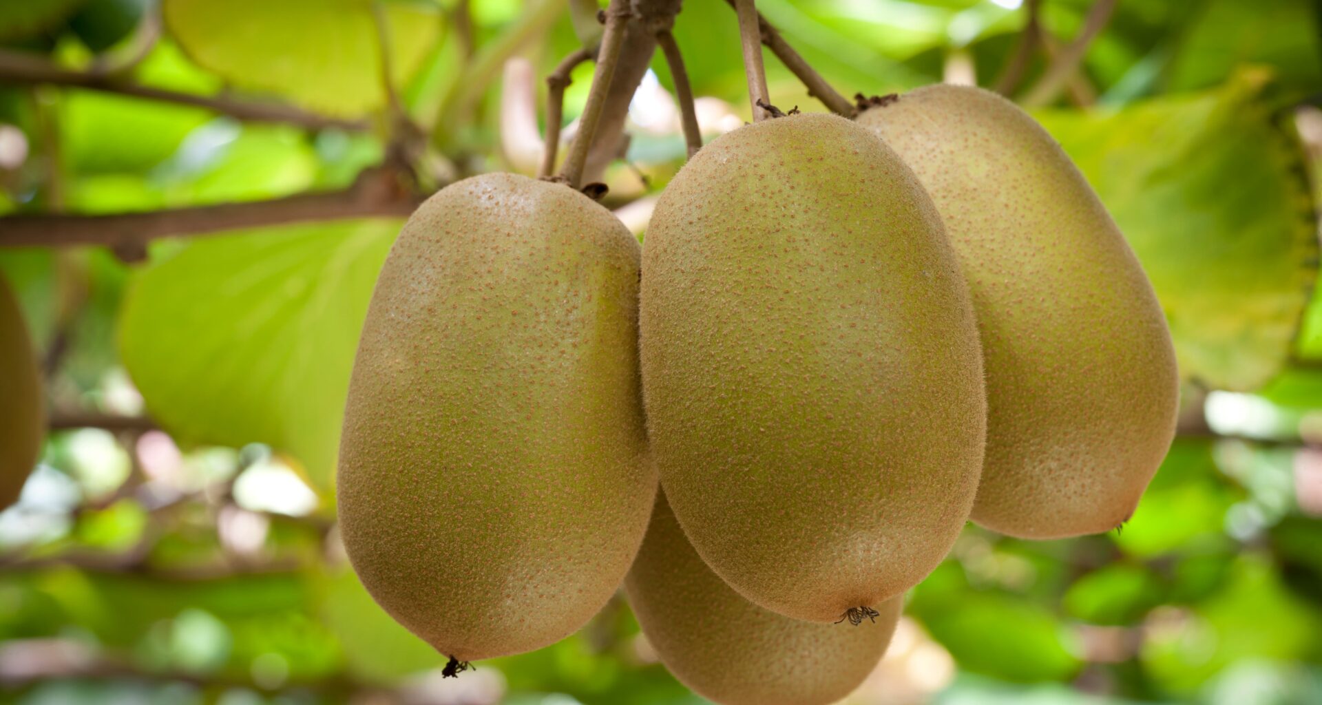 SunLive - Worker injury: WorkSafe shuts packhouse