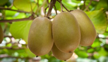 SunLive - Worker injury: WorkSafe shuts packhouse