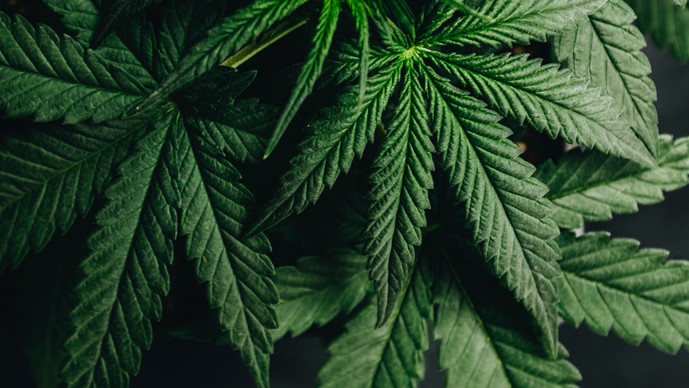 Media Reports President Trump to Issue Impending Executive Order on Cannabis Rescheduling: Legal Process, Limitations, and Next Steps