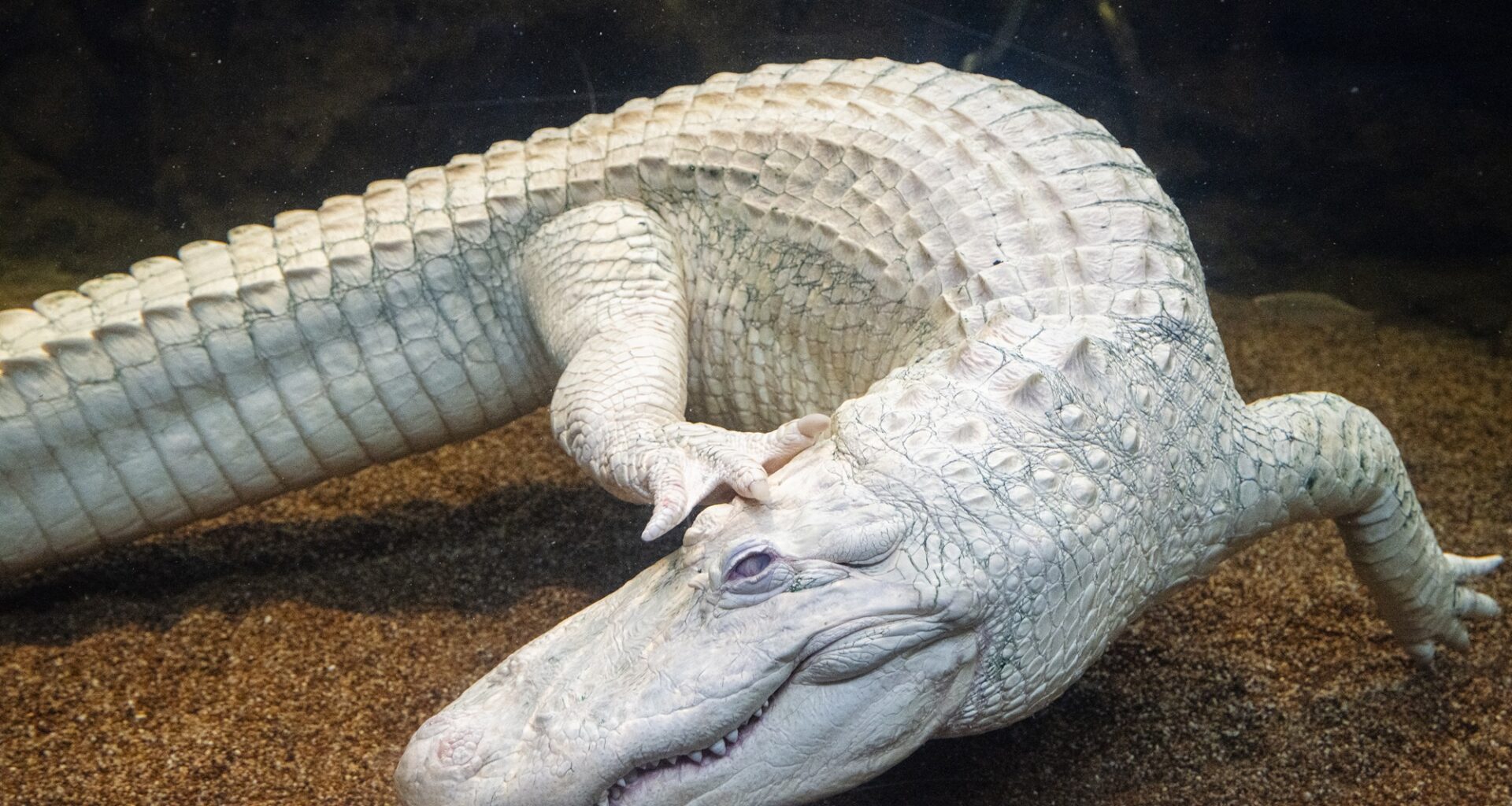 Claude, Beloved Albino Alligator at SF’s Cal Academy, Dead at 30