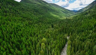 Verra Issues First CCP-Labeled Credits Under Improved Forest Management (IFM) Methodology