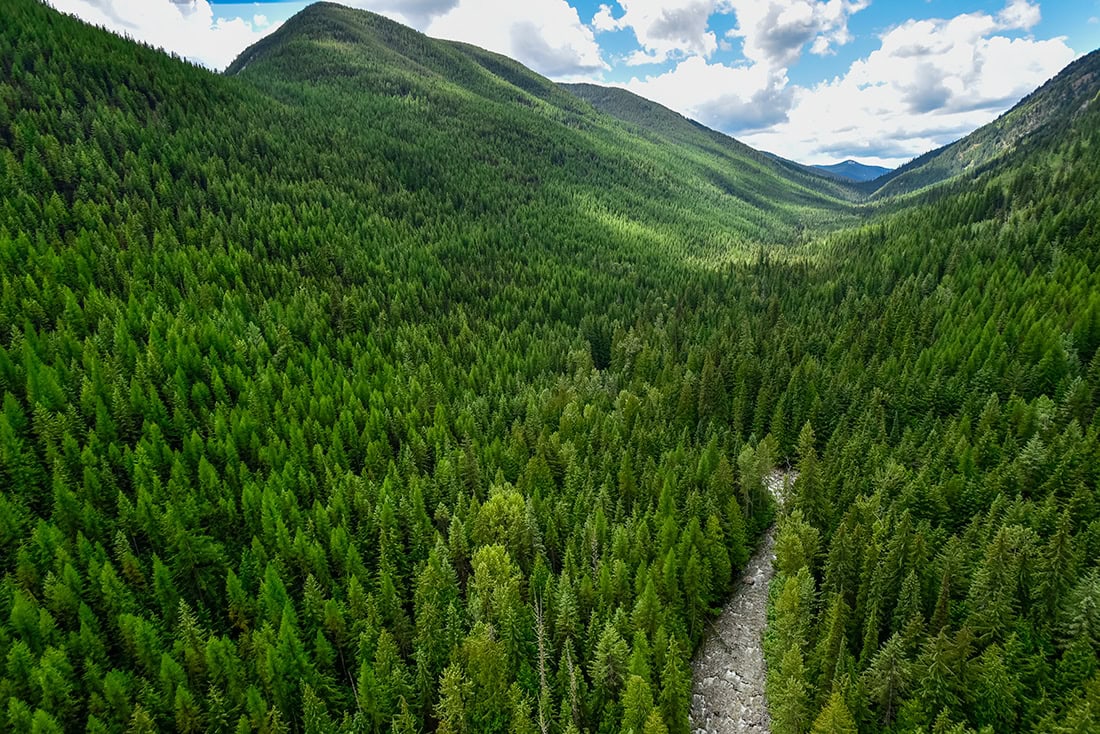 Verra Issues First CCP-Labeled Credits Under Improved Forest Management (IFM) Methodology