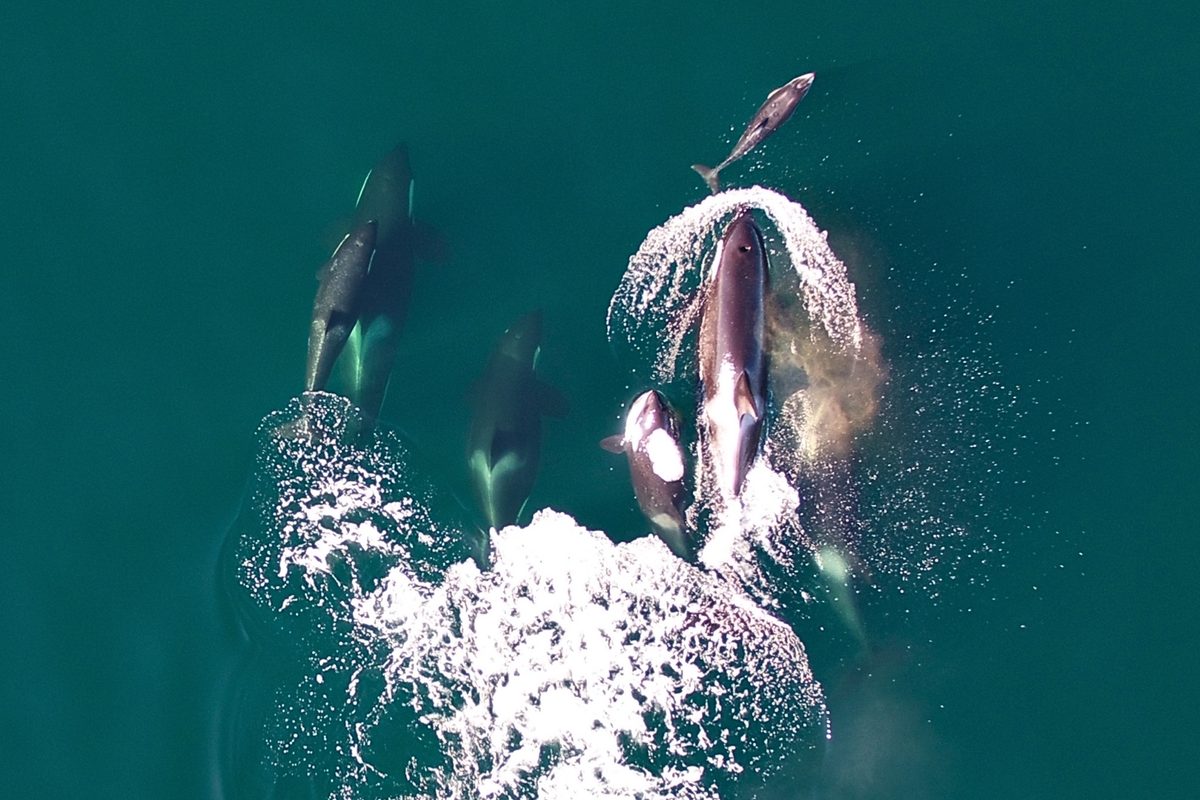 Dolphin with a pod of northern resident killer whales