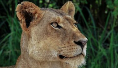 Brazilian teen killed after climbing into lion enclosure at zoo - CTV News