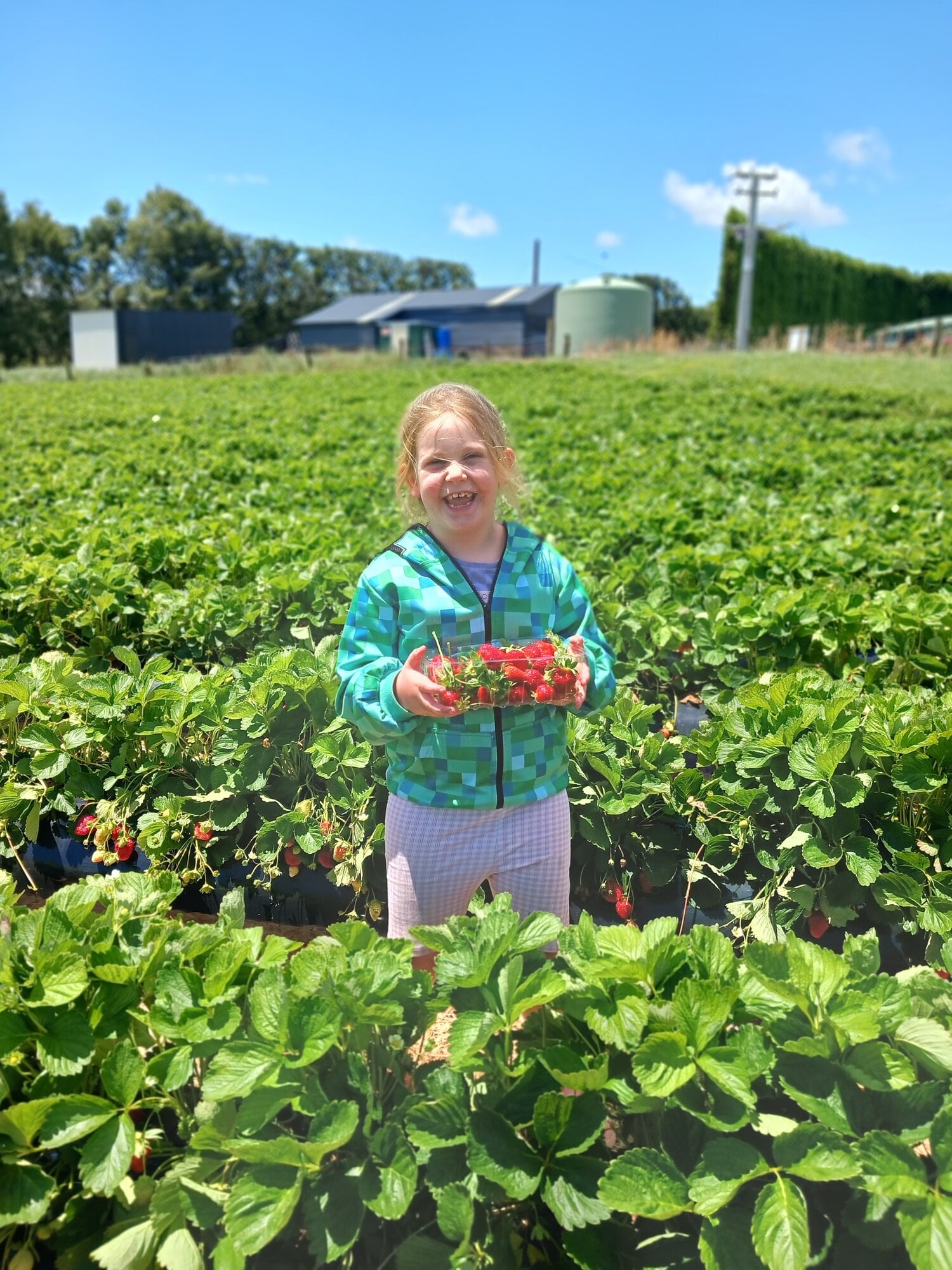  Dottie Crawford-Saunders, 6, picking strawberries at Somerfield Berryfruit farm in Oropi. Photo / Rosalie Liddle Crawford