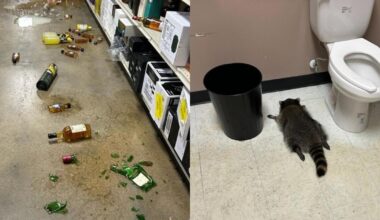 A raccoon ransacked a liquor store, got drunk, then passed out in the bathroom - CTV News
