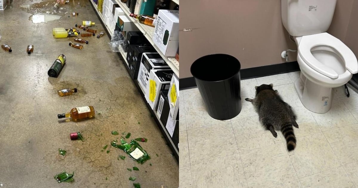 A raccoon ransacked a liquor store, got drunk, then passed out in the bathroom - CTV News