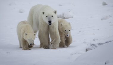 Polar bear in northern Manitoba adopts second cub in the wild in rare case - CTV News
