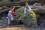An undated image of volunteers tying Christmas trees to a log on a back-channel at Elk Rock Island near Milkwaukie, Ore.