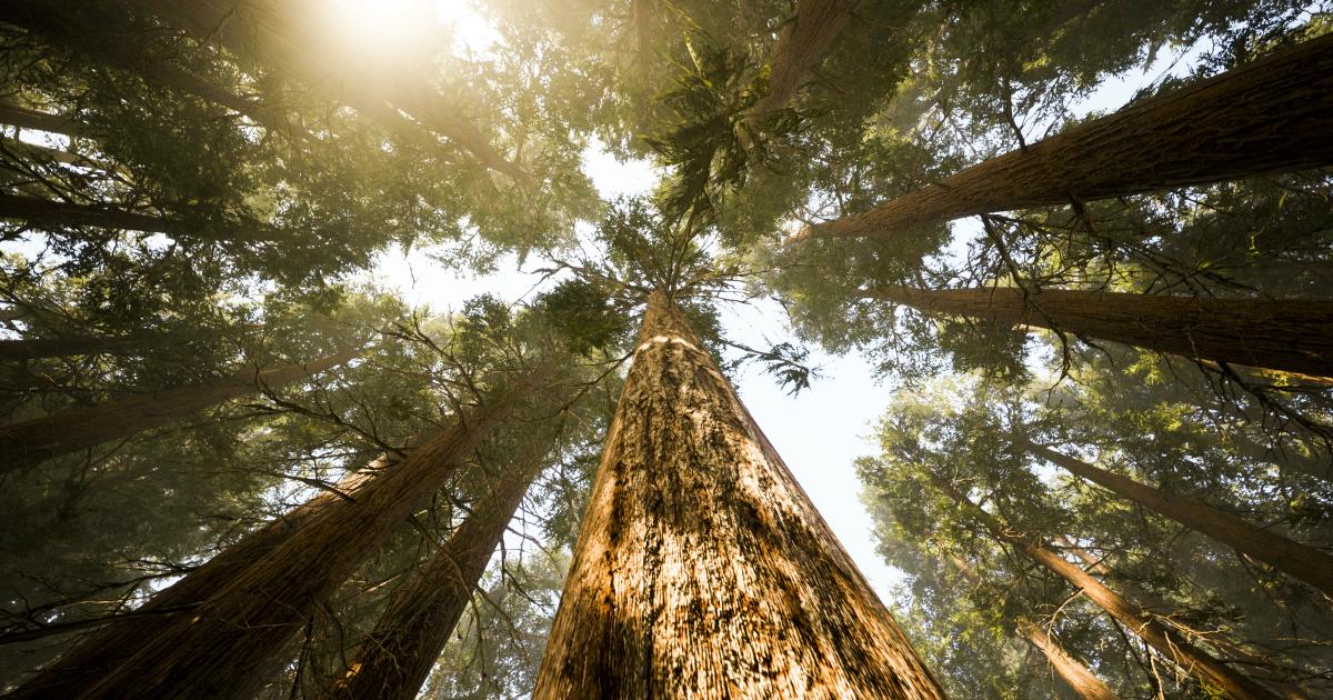 Commission adopts rules and launches initiatives to boost carbon removals and carbon farming in the EU