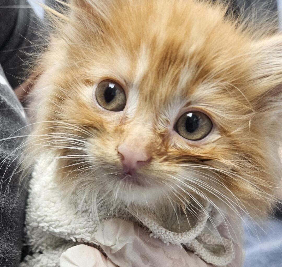 Kittens found on porch huddled together for warmth