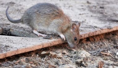 Toronto is the rattiest city in Canada