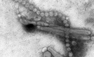 ECDC defines strategies to fight avian and swine flu in humans