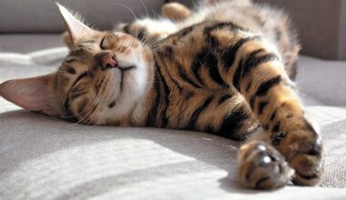 Domestic Cats Arrived in Tang Dynasty via Silk Road, Study Finds - 조선일보