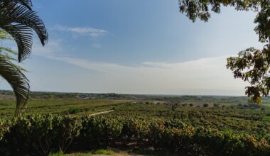 Sucden and Mars announce five-year collaboration for advancing low-carbon, climate-resilient cocoa production