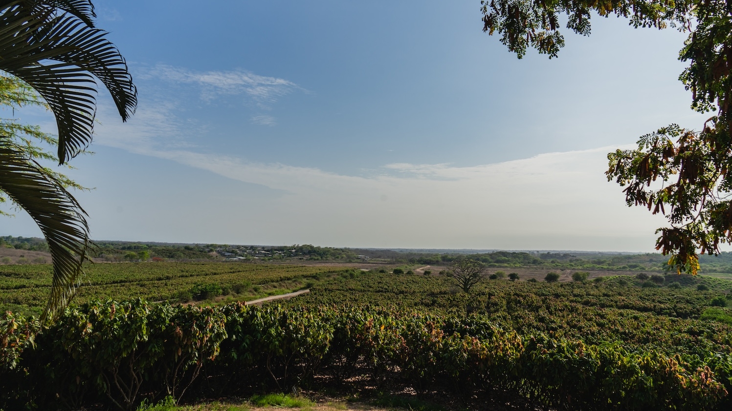 Sucden and Mars announce five-year collaboration for advancing low-carbon, climate-resilient cocoa production