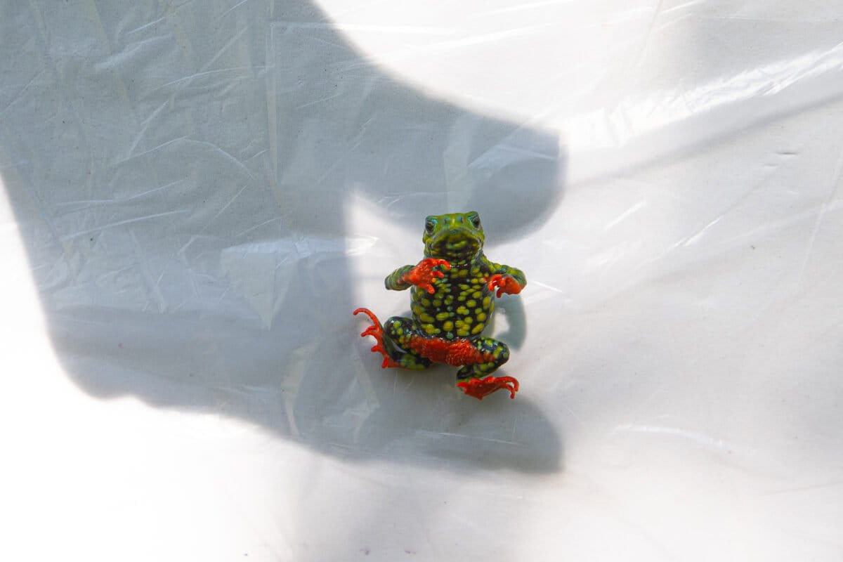 The first amphibian to halt a hydroelectric dam now takes on the climate crisis