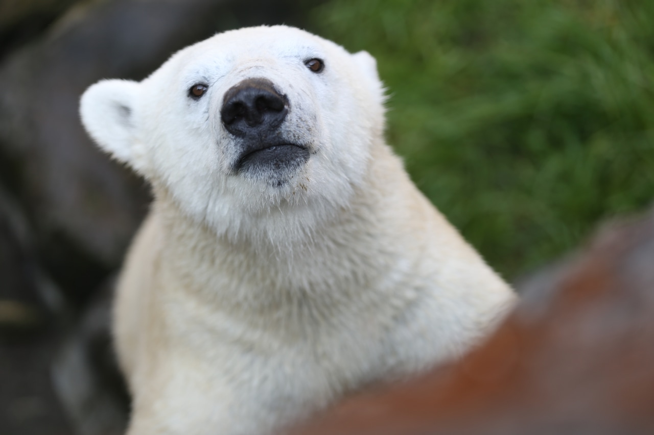Nora polar bear - Oregon Zoo