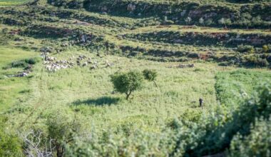 WCC urges US, EU Commission to engage in safeguarding Palestinians