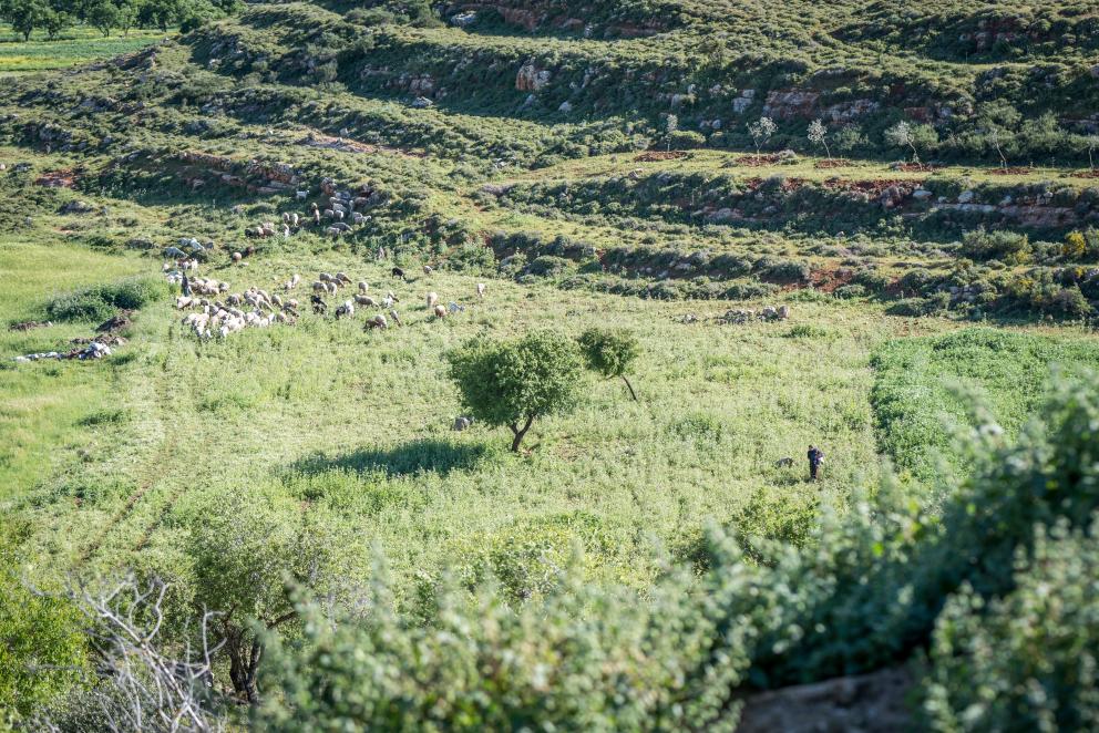 WCC urges US, EU Commission to engage in safeguarding Palestinians