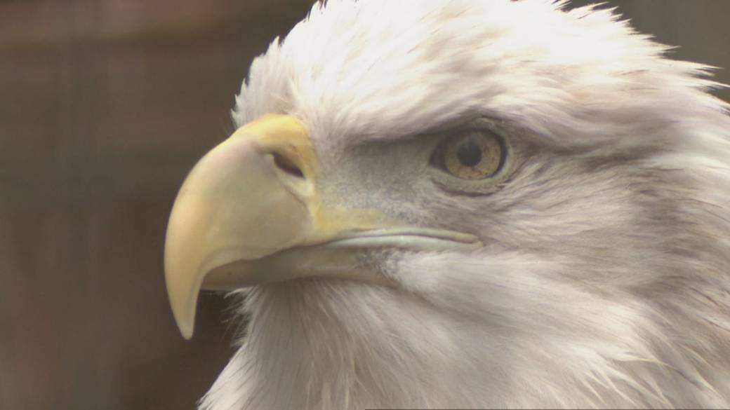 Click to play video: 'First documented Bald Eagle nest discovered in Toronto'