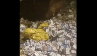 US-Based Palestinian Peace Activist Claims Hamas Hid Baby Formula To Accuse Israel of Starvation 