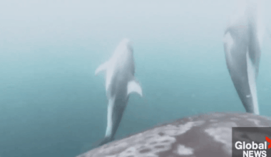 Rare footage shows dolphins helping orcas hunt off B.C. coast