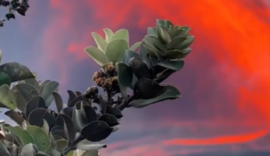 Volcano Watch — (Lava) fountains of knowledge: announcing January 2026 Volcano Awareness Month events on the Island of Hawaiʻi