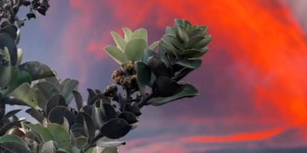 Volcano Watch — (Lava) fountains of knowledge: announcing January 2026 Volcano Awareness Month events on the Island of Hawaiʻi