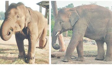 Preparation on to send two elephants to Qatar as gift