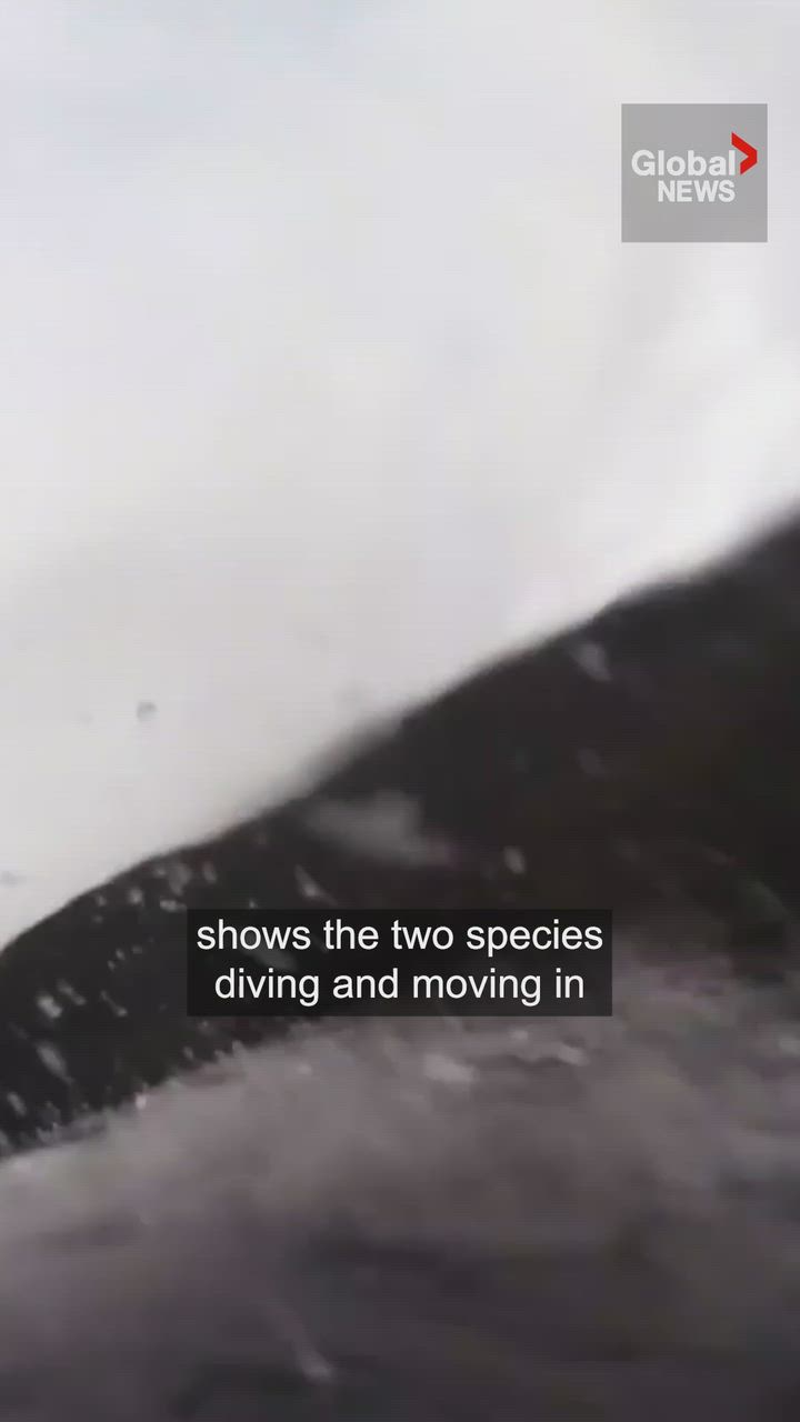 Click to play video: 'Whales, dolphins spotted teaming up to hunt off BC coast'