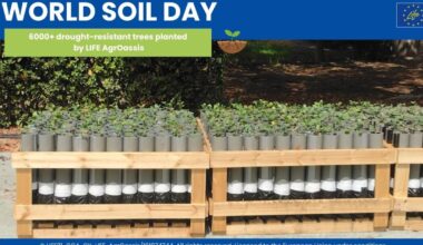 Planting hedgerows to hold back the desert