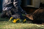An employee disinters the grave of Tyber Harrison at Skyline Memorial Gardens.