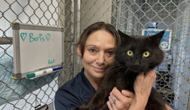Boris the missing cat home for Christmas: Ten months on the loose after Nelson SPCA intruder freed him