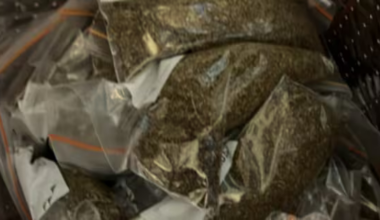 Multiple people in hospital after synthetic cannabis use in Auckland