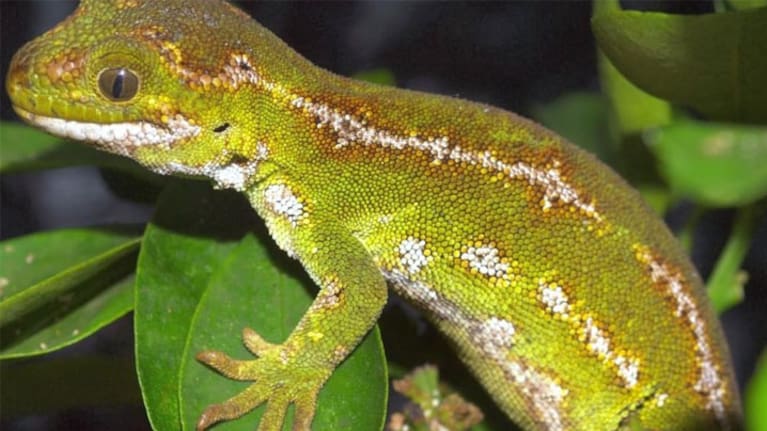 A jewelled gecko (file image).