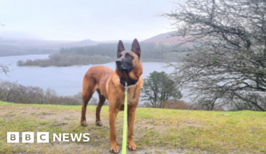 Charity funds retired Devon police dog's urgent leg surgery